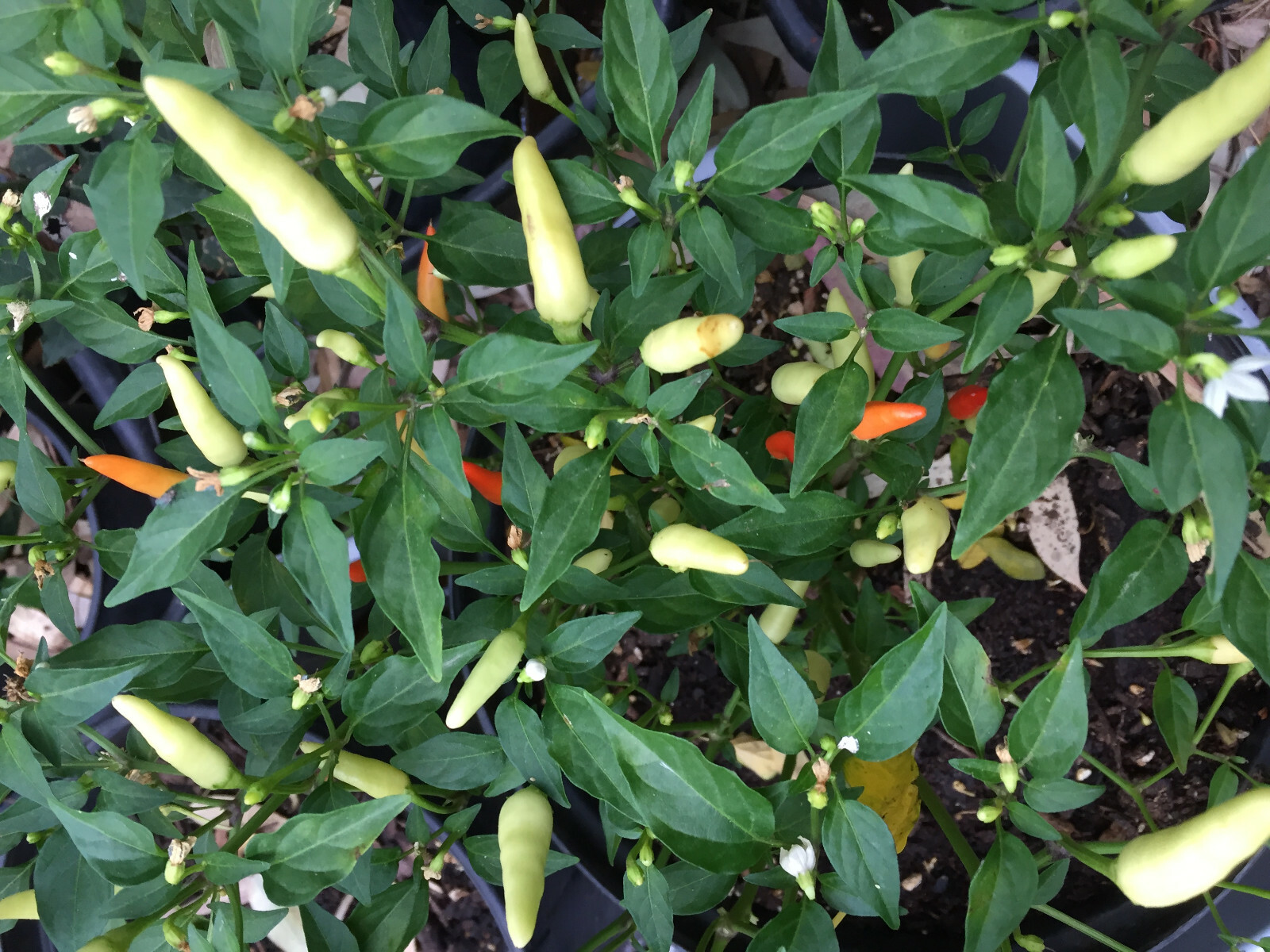 Thai White Chili Pepper Rare Heirloom Strain Extremely Hot Discovered in 1971!