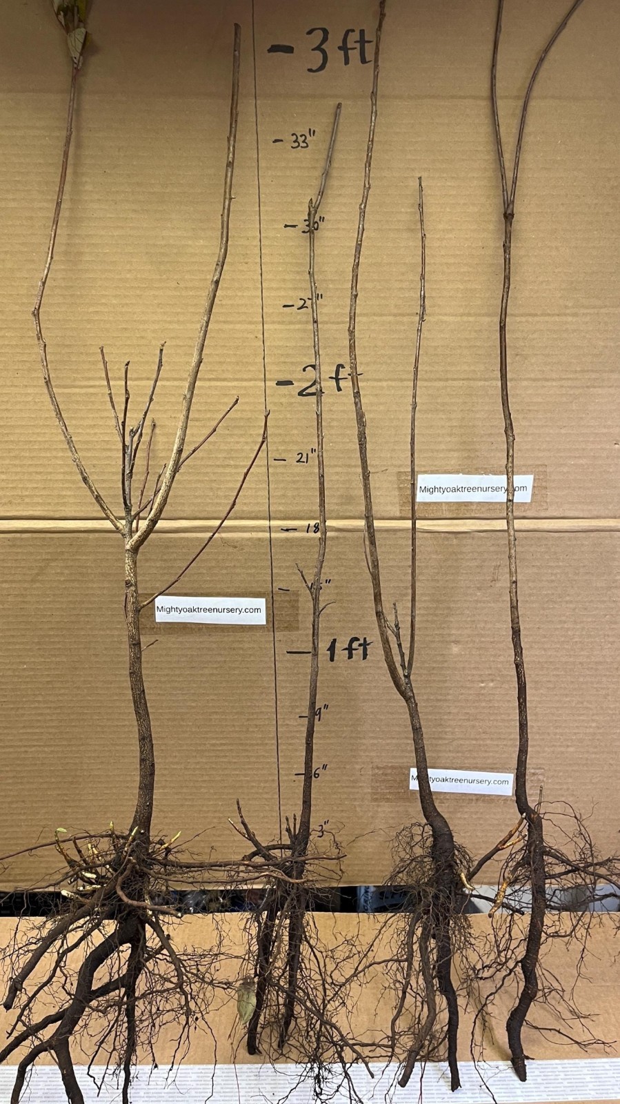 24-36″ tall Chokecherry Prunus virginiana, 2-3 year old bare root plant