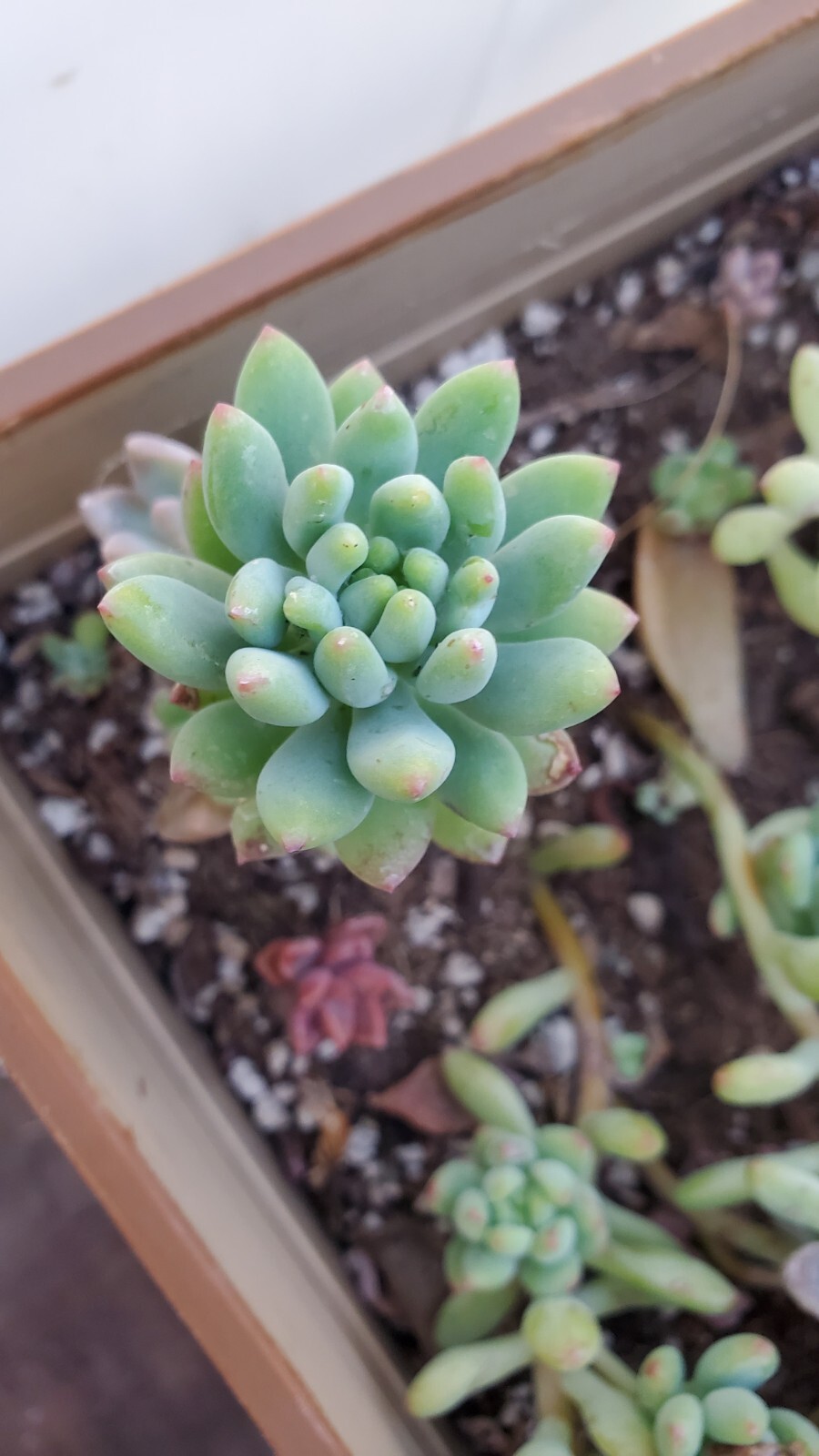 40 Succulent Assorted cuttings