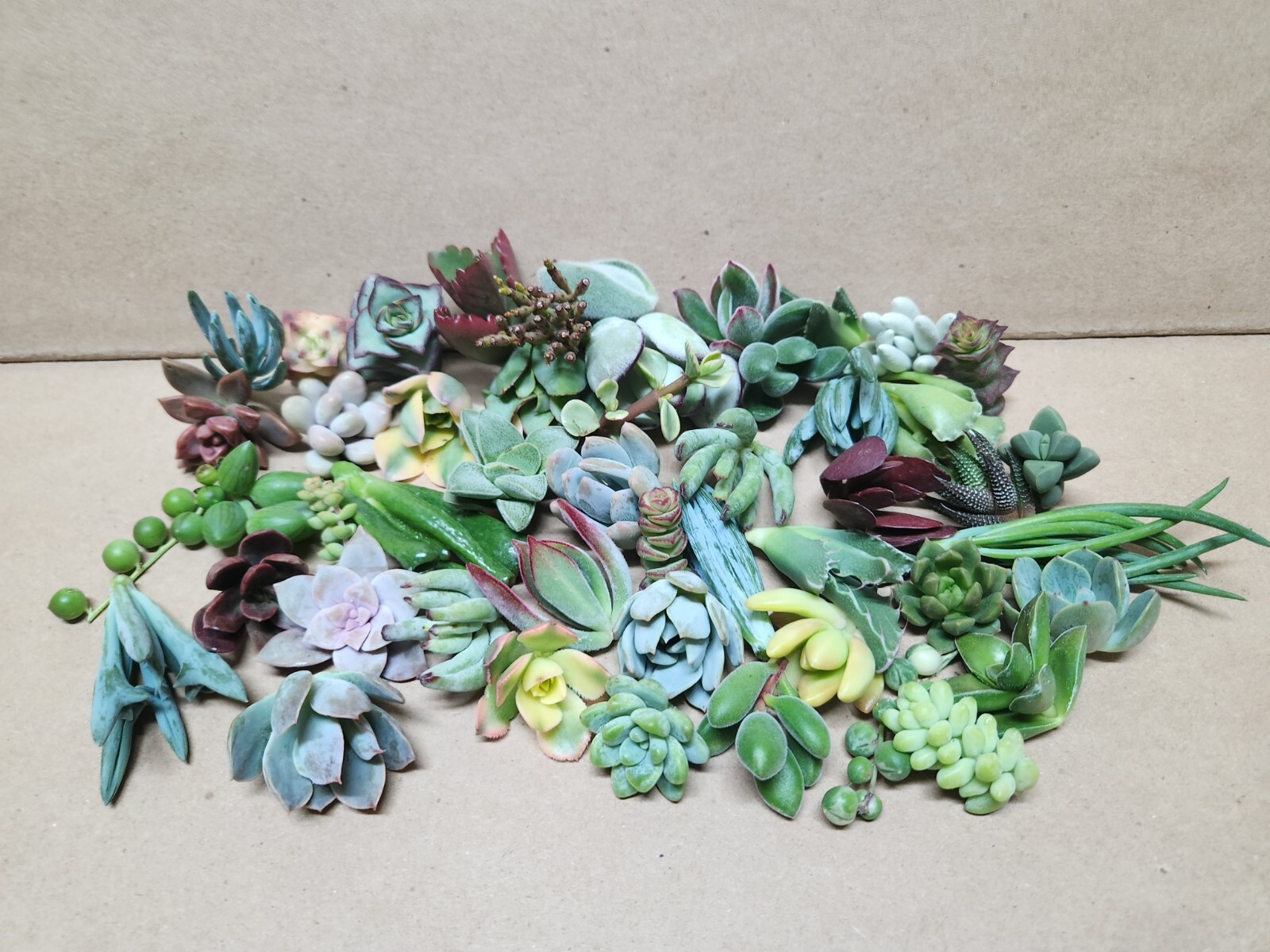 25 assorted succulent cuttings 50 varieties