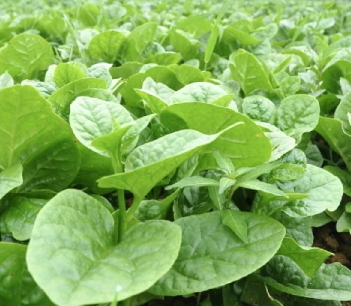 Malabar Spinach, Basella Alba, Pui Shaak, পুঁই শাক – Thick Leaves – 100 Seeds