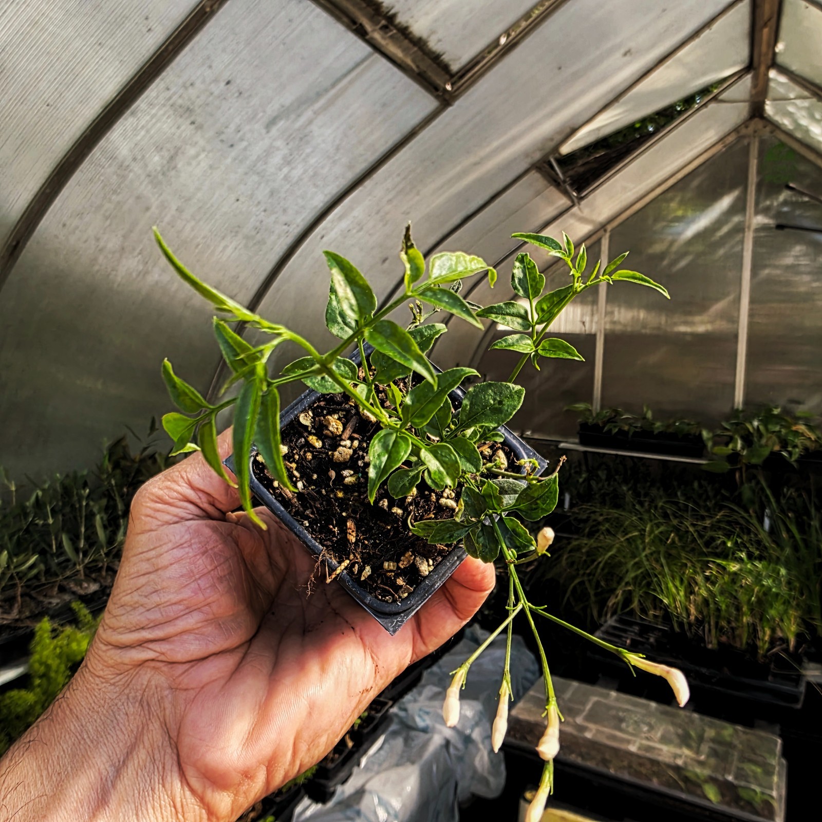 Live Jasmine Plant 2″ Pot Mini Starter Plant “Zone 8, 9, 10 indoor 5, 6, 7”