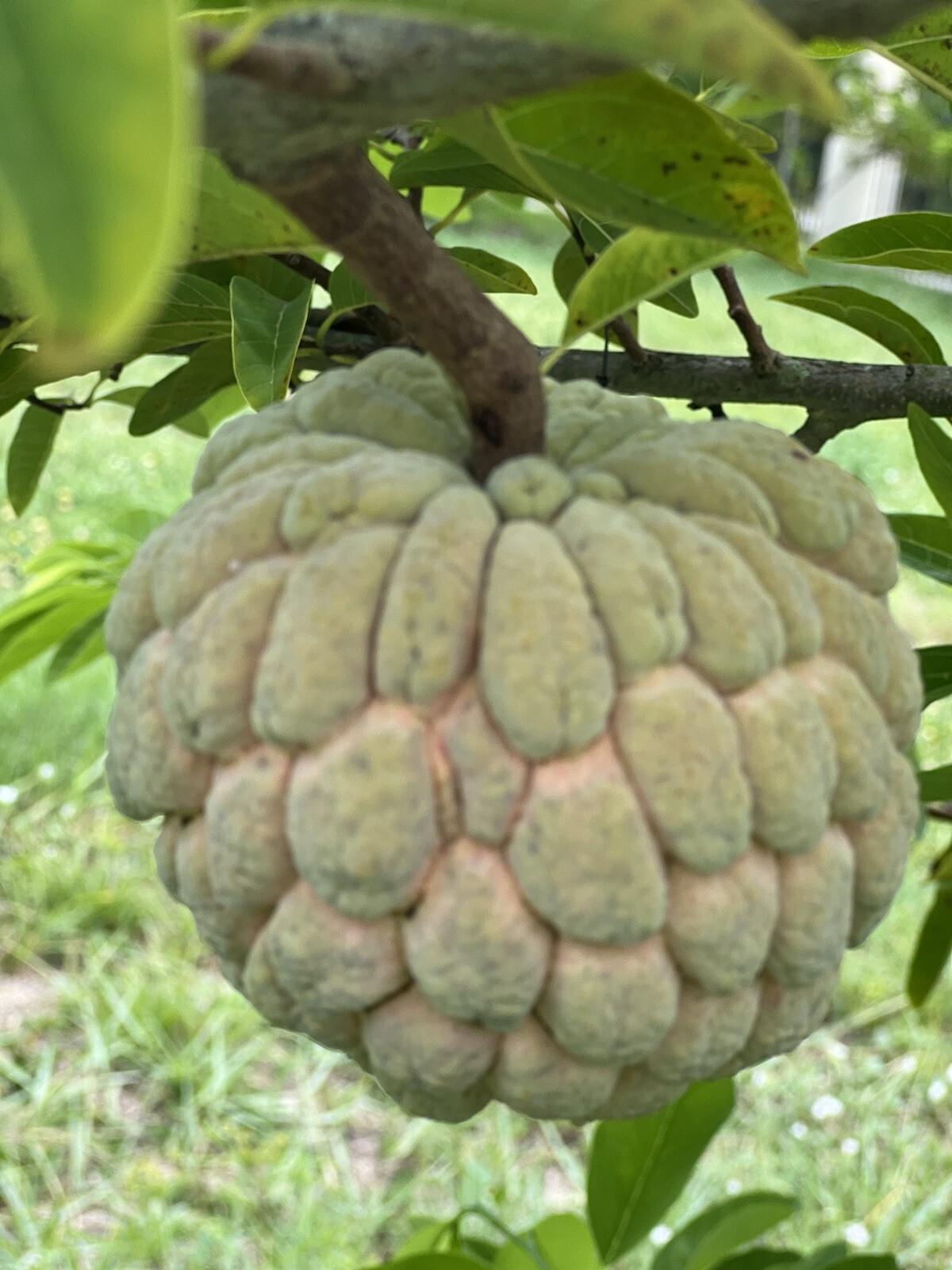 1 Sugar Apple Na Dai( Mãng Cầu Dai) 5” -9” Live Seed Tree-Asian Plant Collection