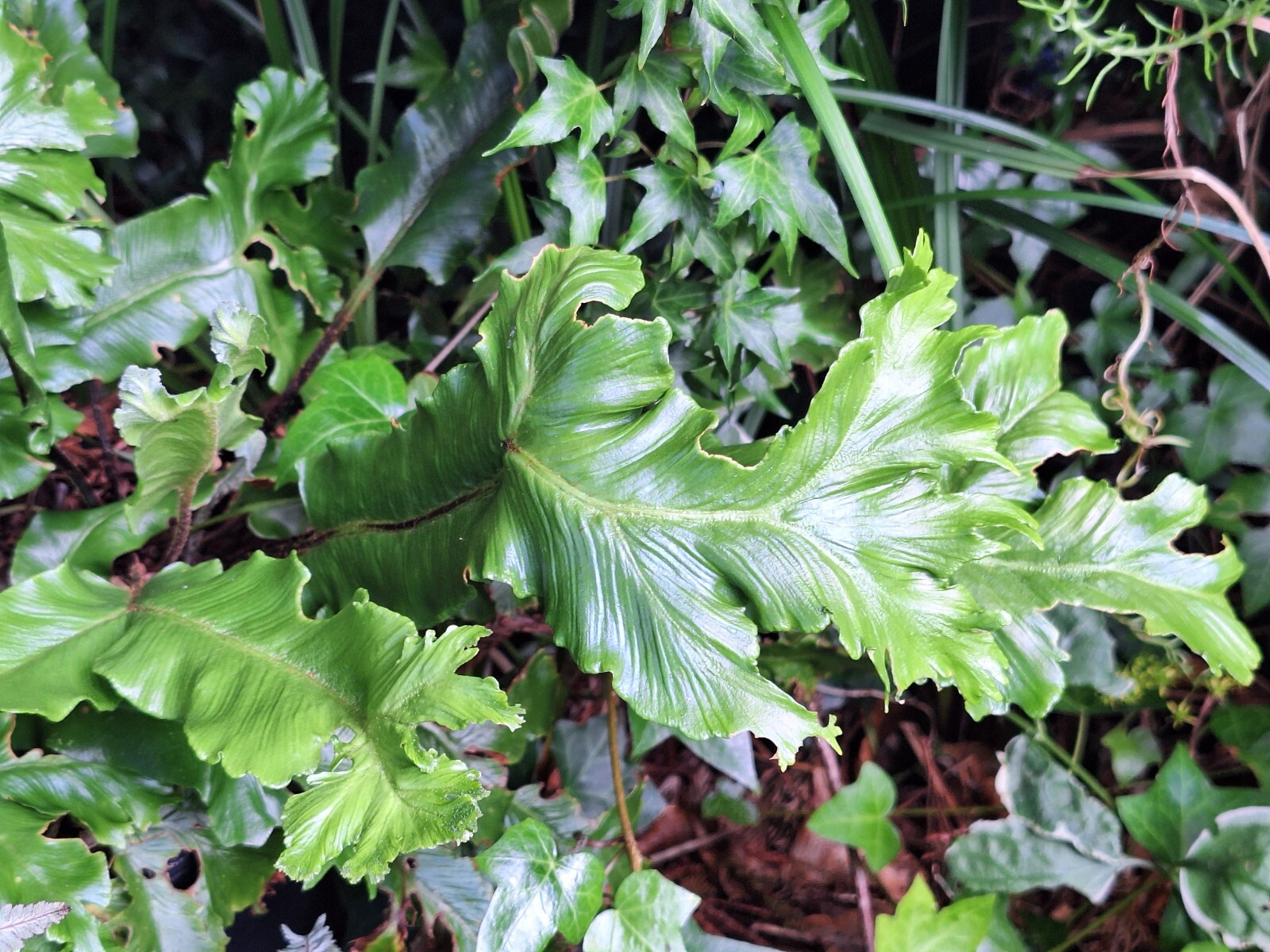 CRESTED TONGUE FERN 1000 SPORES (SEEDS) COLD HARDY mariesgreengarden
