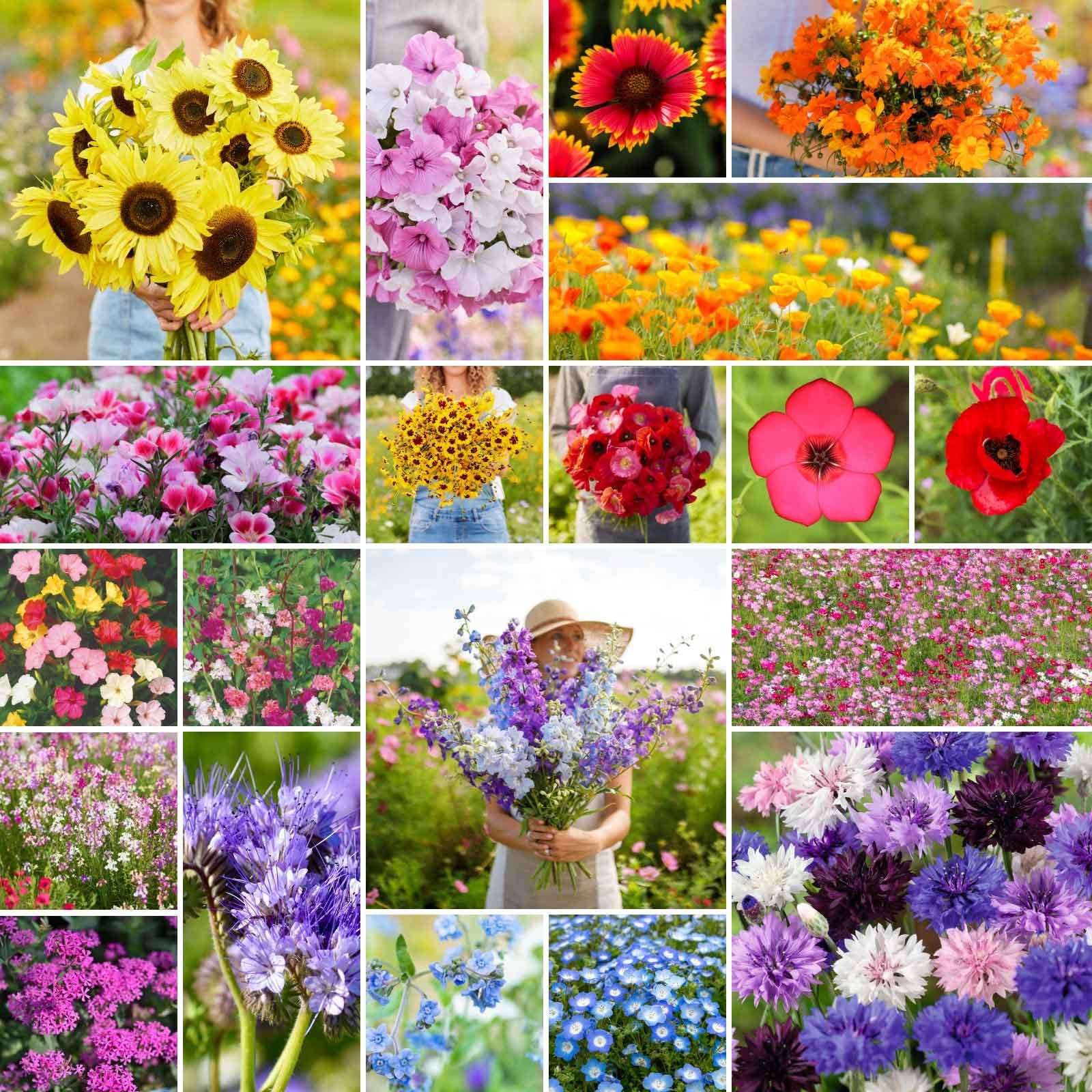 “Mixed Wildflower Seeds for Planting Attract Pollinators, 1 lb, 480,000+