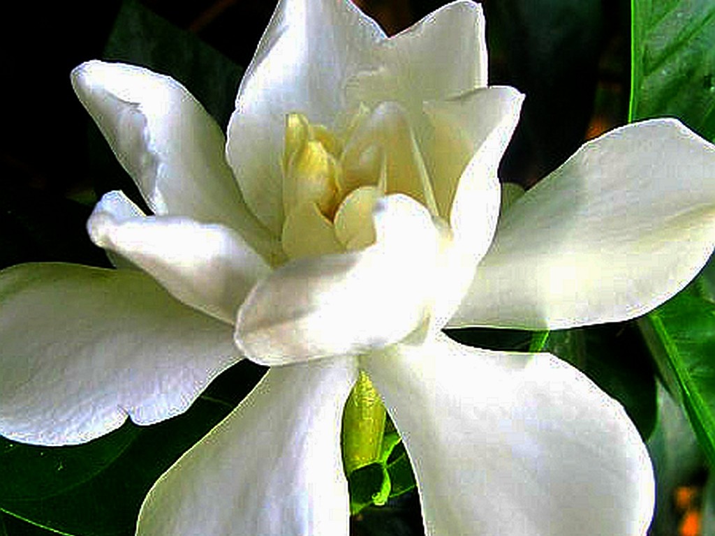 Frostproof Gardenia Plant Fragrant Double White Flowers Spring Summer Bloomer