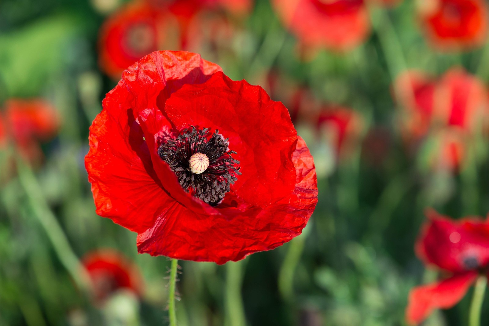 1000 Red AMERICAN LEGION POPPY Corn Shirley Flanders Papaver Rhoeas Flower Seeds