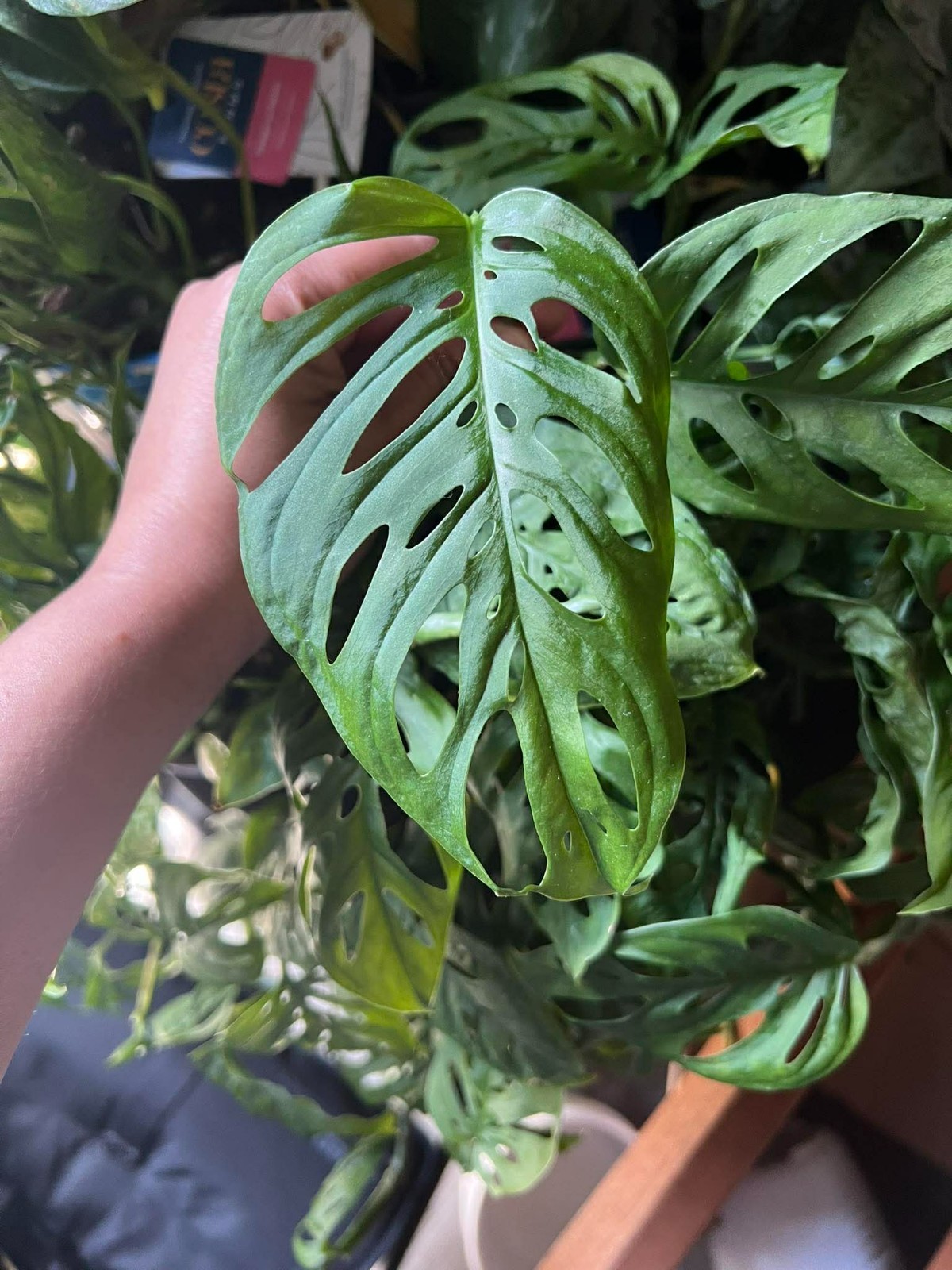 6 Live Plant Cuttings Combo: Unrooted Pothos Philodendron Indoor House Plants
