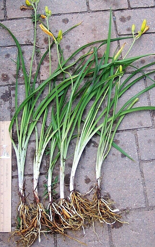 6 Mature Fans Happy Returns Lemon Yellow Daylily Fragrant Re Bloom