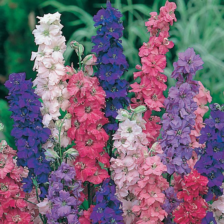 Imperial Rocket Larkspur Mix, Delphinium consolida, Variety Sizes, FREE SHIPPING
