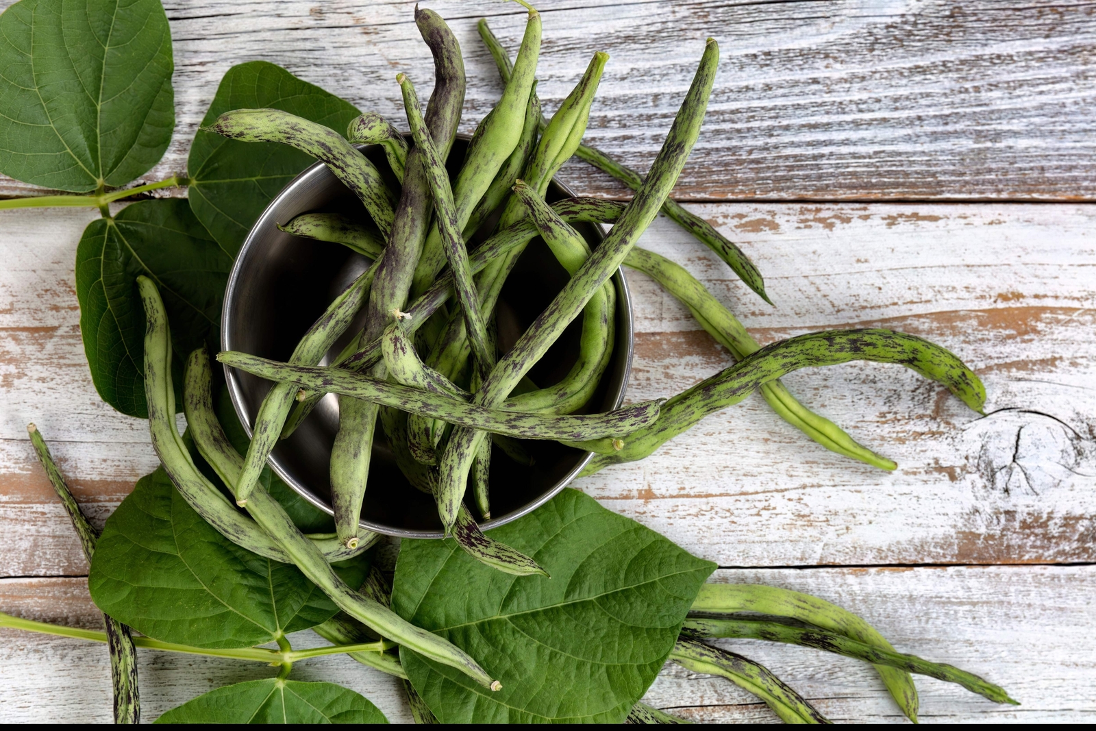 50 RATTLESNAKE POLE BEAN Stringless Purple Phaseolus Vulgaris Vegetable Seeds