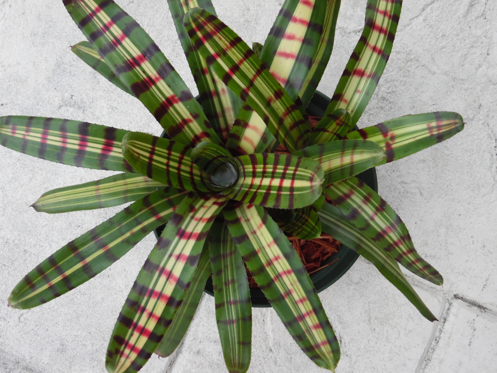Neoregelia AFTERSHOCK Bromeliad one tropical plant *MEDIUM*