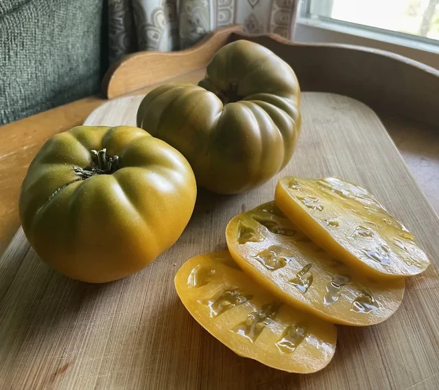 10 seeds Uluru Ochre DWARF Tomato Variety ORGANIC DTP beefsteak