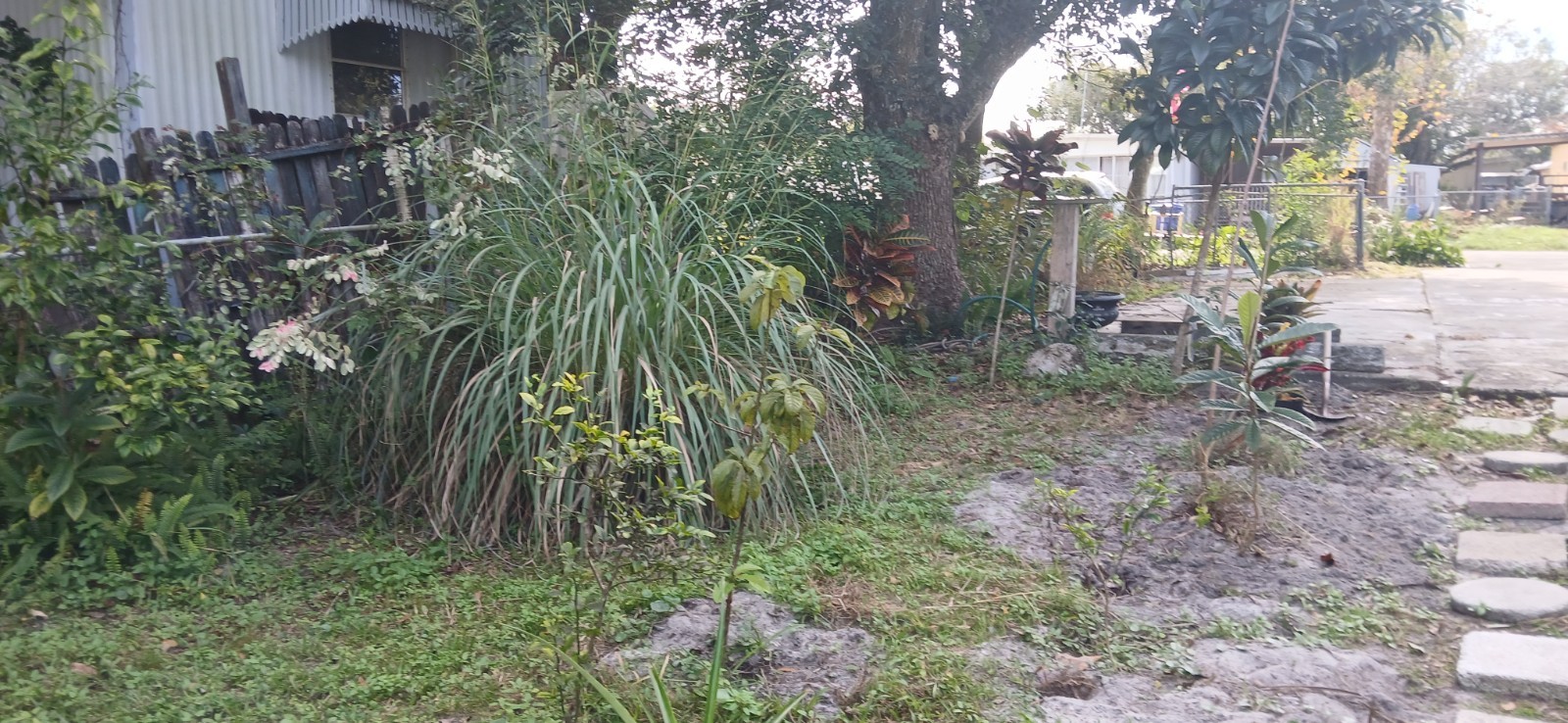 5 Live Lemon Grass Stalks Rooted Plants Eatable For Tea Aroma in House Evergreen