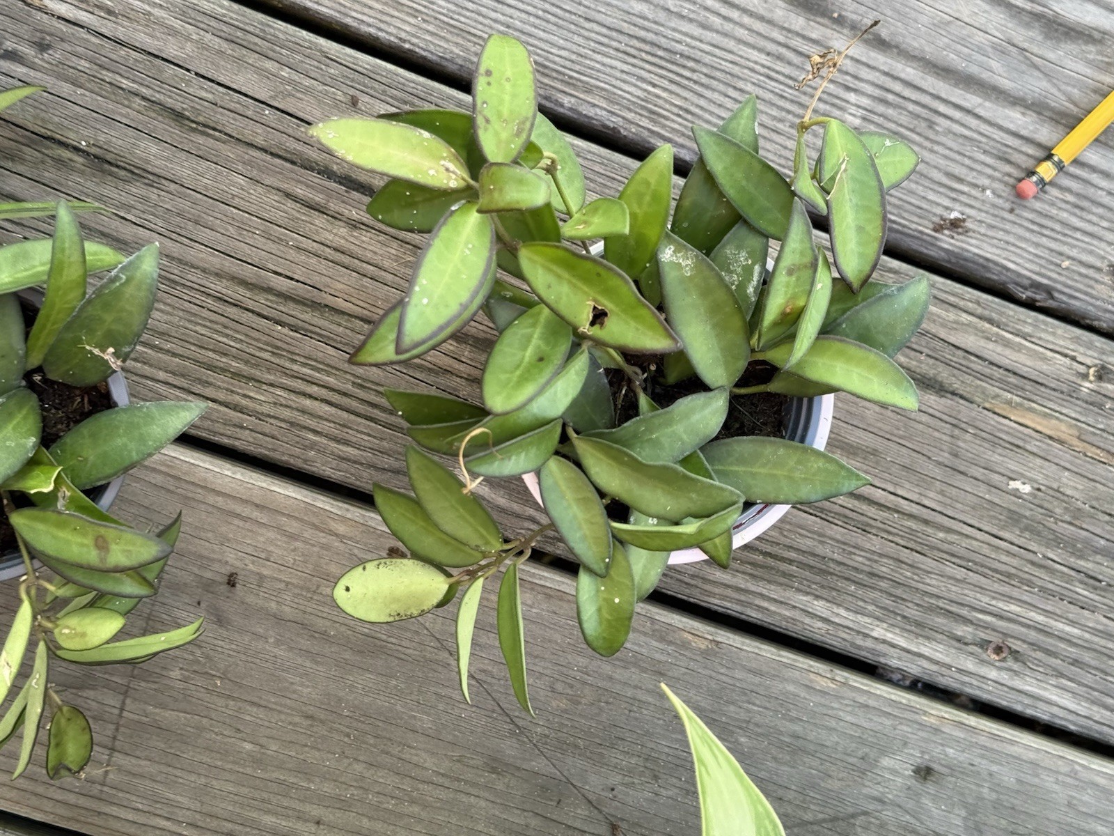 Hoya Rosita, 4 inch, Rare Hybrid of Hoya wayetii x tsangii
