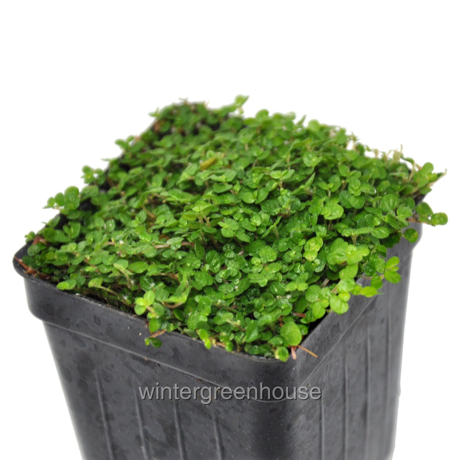 Soleirolia soleirolii, Baby Tears, Green, Container Size: 3″ (2.6×3.5″)