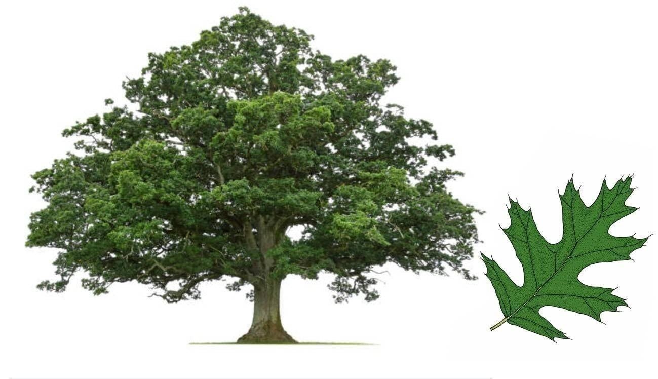 Shumard Oak | 2 Inch | Quercus shumardii | Low Maintenance | Hardy Plant