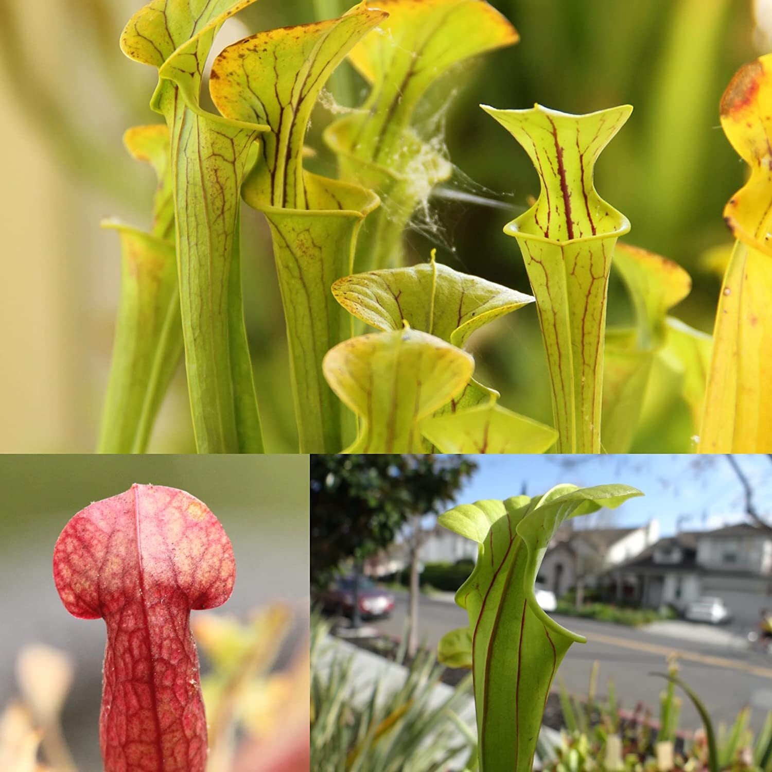 LIVE Carnivorous Pitcher Plant (Sarracenia) Beginner Friendly