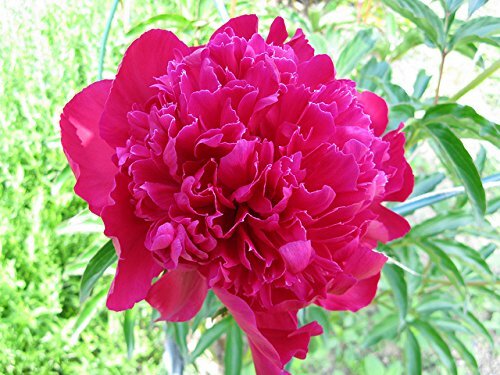 Karl Rosenfield Bareroot Peony, 2-3 Eye, Great for Fall Planting!