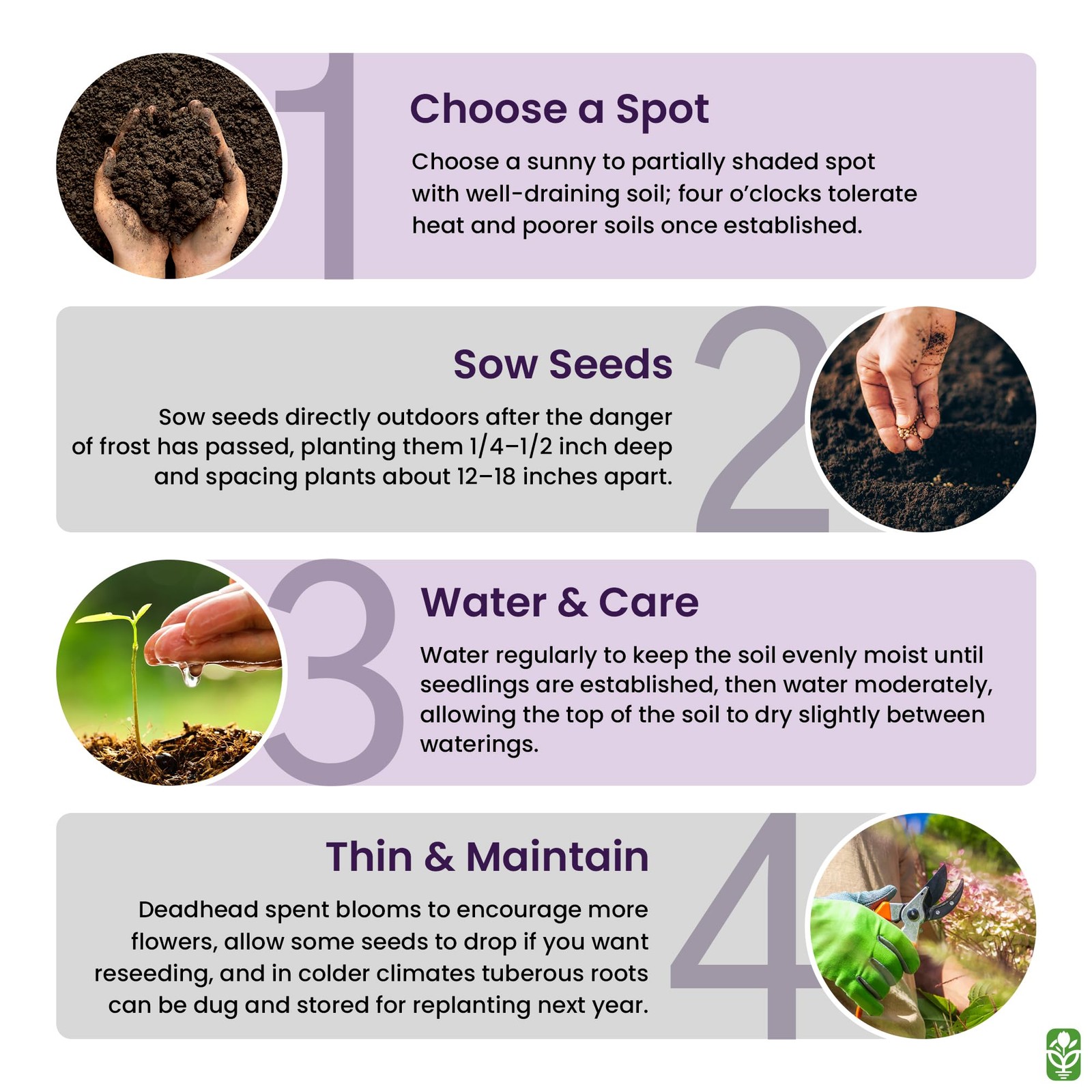 80 Broken Colors Four O’Clock Seeds – Tender That Reseeds Easily