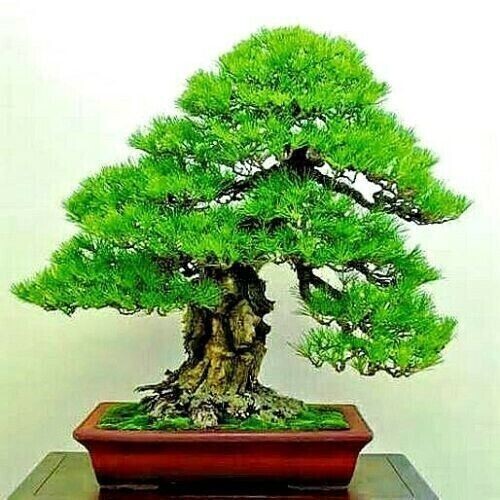 30 Dwarf Bonsai Japanese Pine Seeds Mini Planter Tree