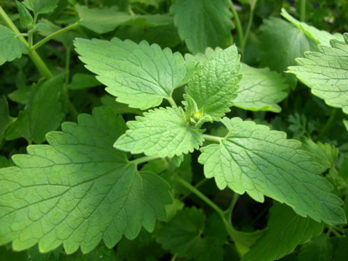1 oz Catnip Seeds, Heirloom Cat Nip Seed, Bulk Seeds, Medicinal Herb, 44,000ct