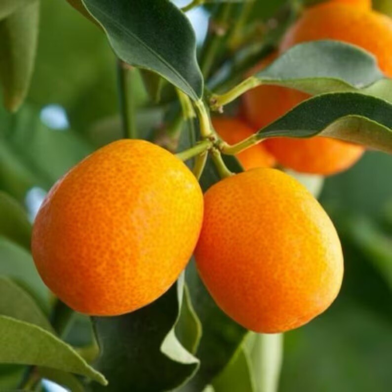 SWEET MEIWA KUMQUAT CITRUS TREE – 2”To 5”Seedlings – Live Plant -4”- Potted