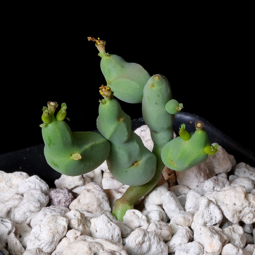 Euphorbia herrei – 2.5″ tall pot – Euphorbia