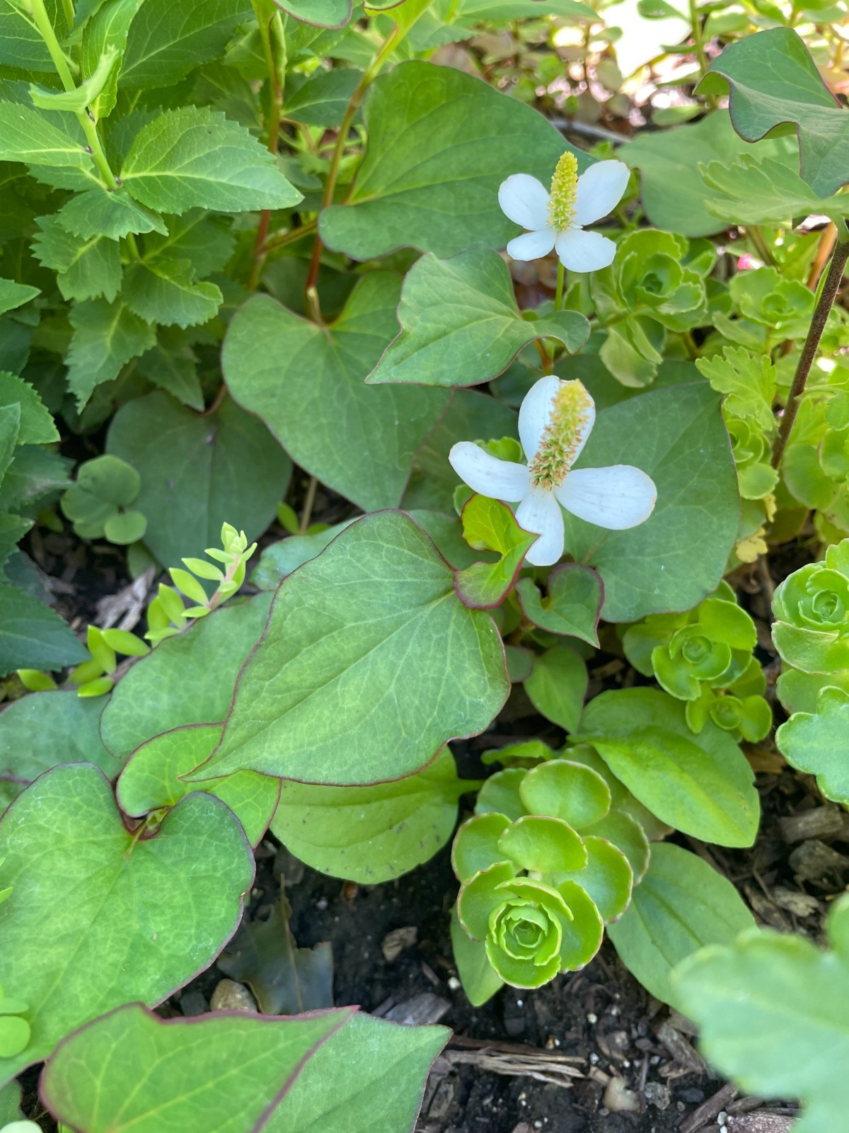 Fish Mint, Houttuynia Cordata, Chameleon Plant – 10 Bare Root Plants