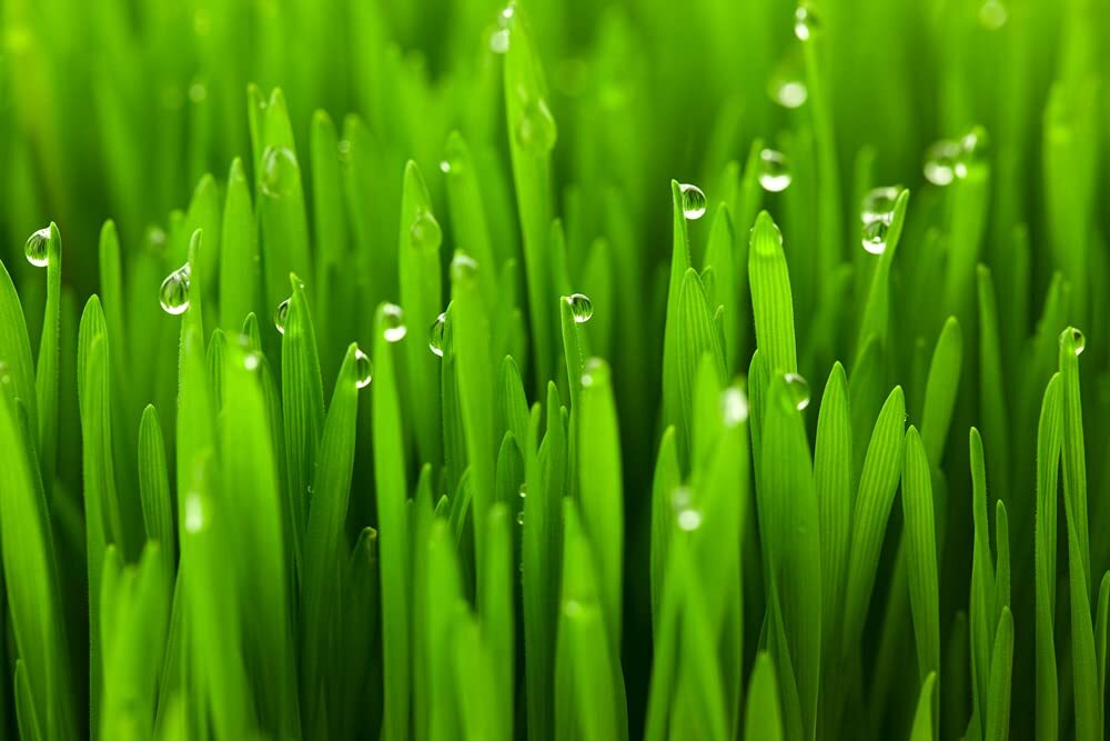 Cat Grass Seeds for Planting – 5 Pounds – Nutritious and Tasty Treat for Cats an