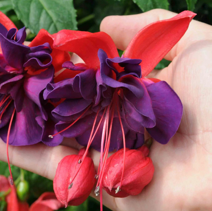 Voodoo Fuchsia Plant – 3-6″ Tall – 6″ Pot – Fuchsia hybrid – Double Purple & Red