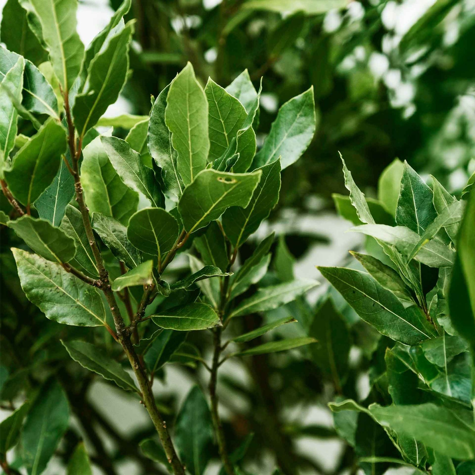 Bay Laurel (Laurus Nobilis) in 3.5″ Nursery Cubes, Live Aromatic Culinary Herb