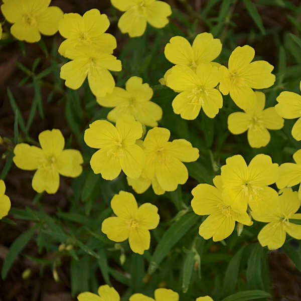 OENOTHERA EVENING PRIMROSE – LEMON DROPS 12+ PLANTS – SPRING 2025 ORDER – LOOK!