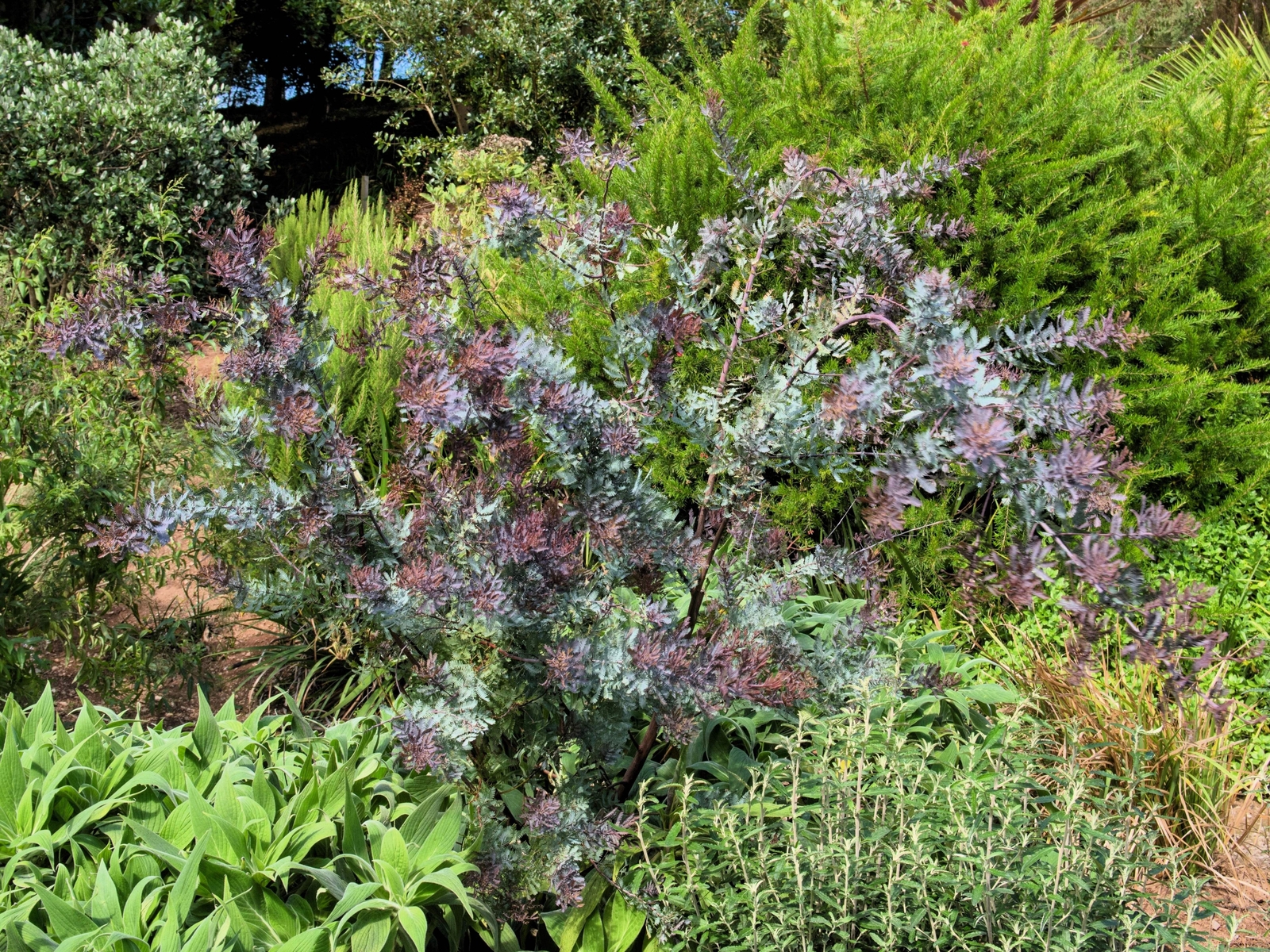 10 PURPLE ACACIA Baileyana Purpurea Fernleaf Mimosa Tree Yellow Flower Seeds