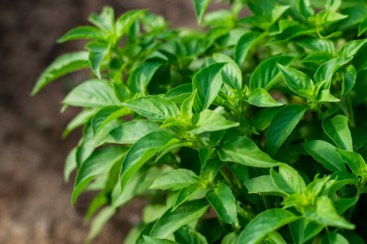 150 LIME BASIL SEEDS NON-GMO FRESH FOR YOUR GARDEN