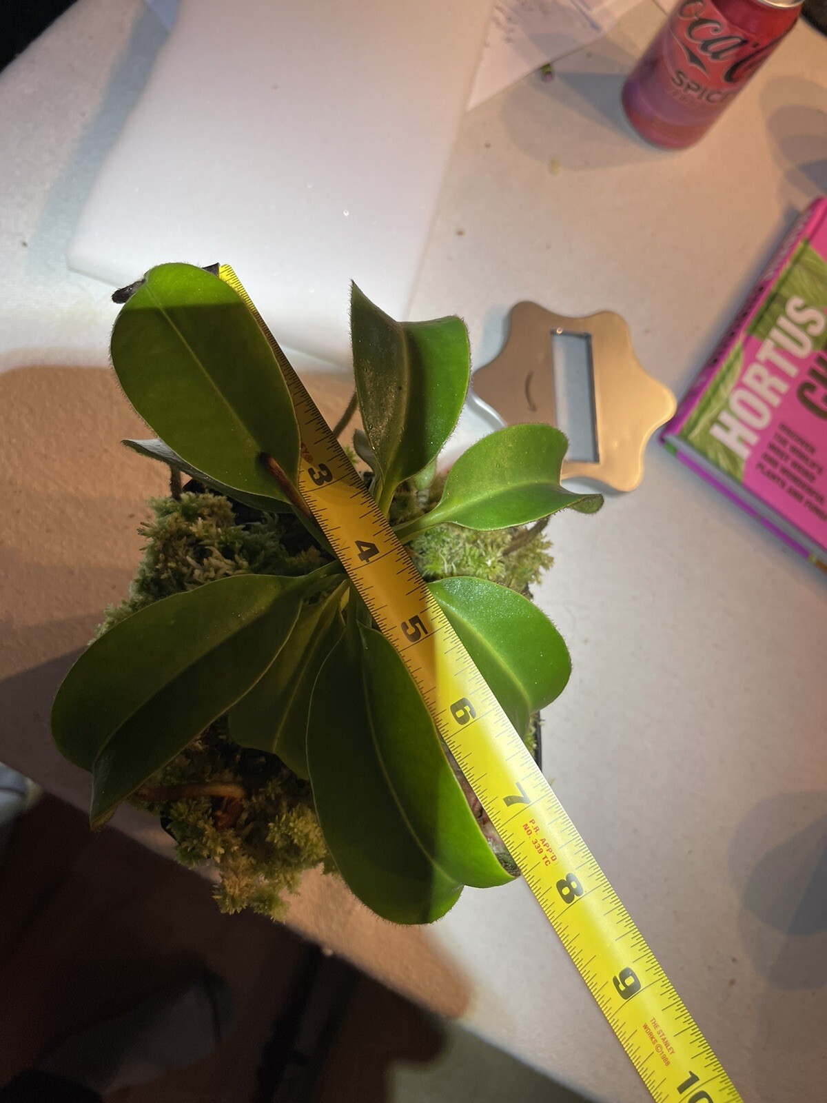 Nepenthes villosa Rare Highland Tropical Carnivorous Plant