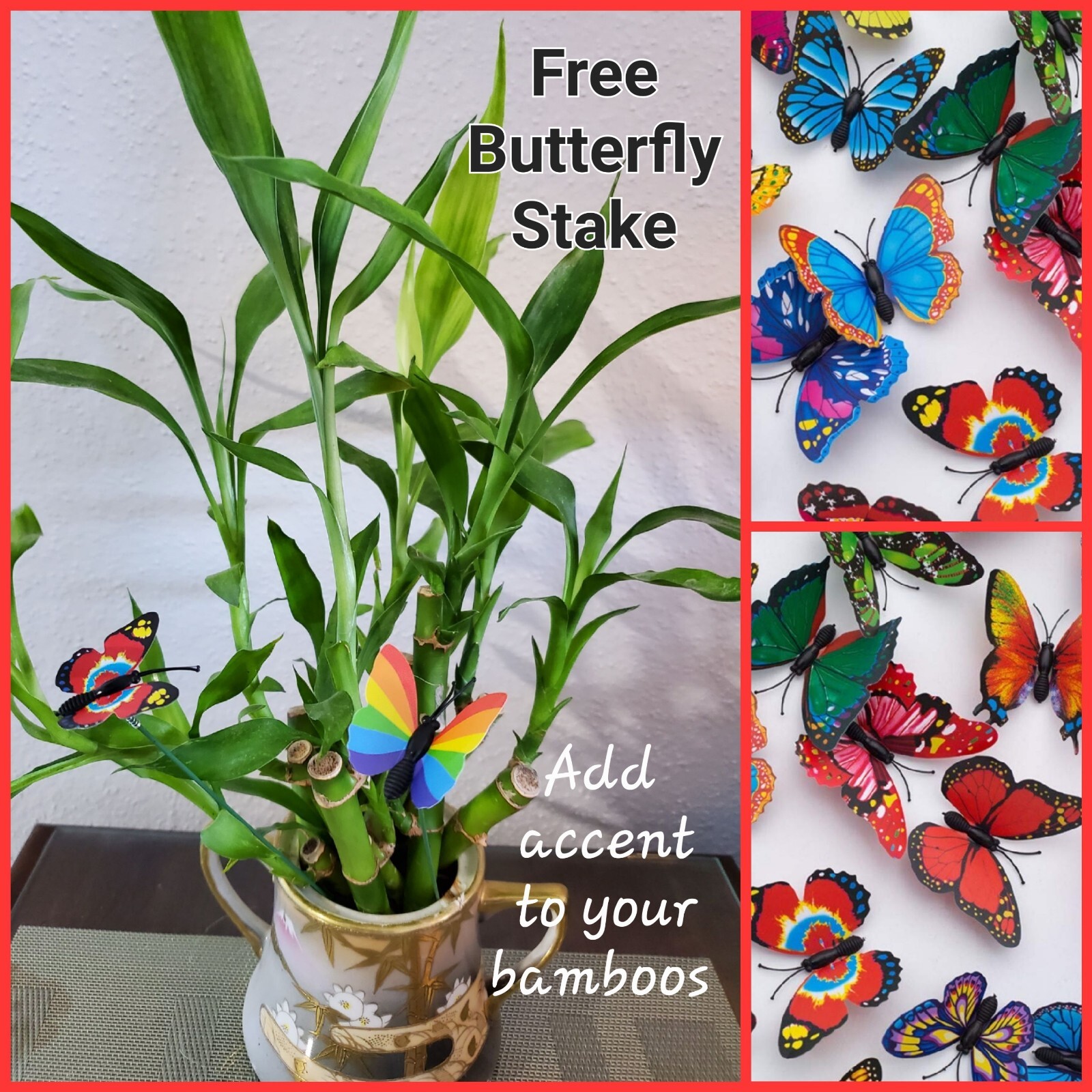 5 Lucky Bamboo FREE Butterfly Stake 🦋 4 inches Rooted Plants, Just Add Water