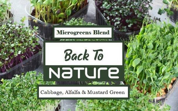Cabbage, Alfalfa & Mustard Greens Microgreens – Organic Seeds – Non Gmo
