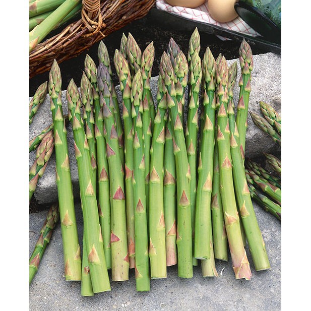 6 Asparagus Crowns “Mary Washington” (Pack of 6 Bare Root Plants) Zones 3-8