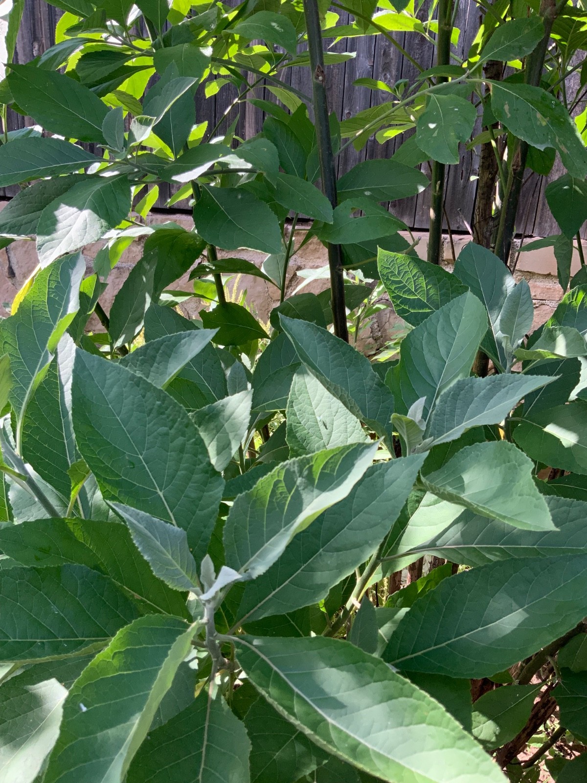 Organic freshly plucked Bitter leaf (Ewuro)