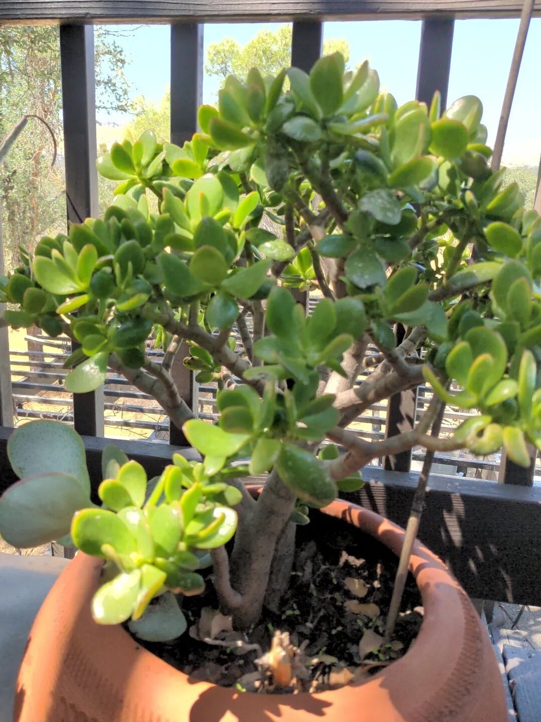 Jade Plant Cutting (4-6 Inches)