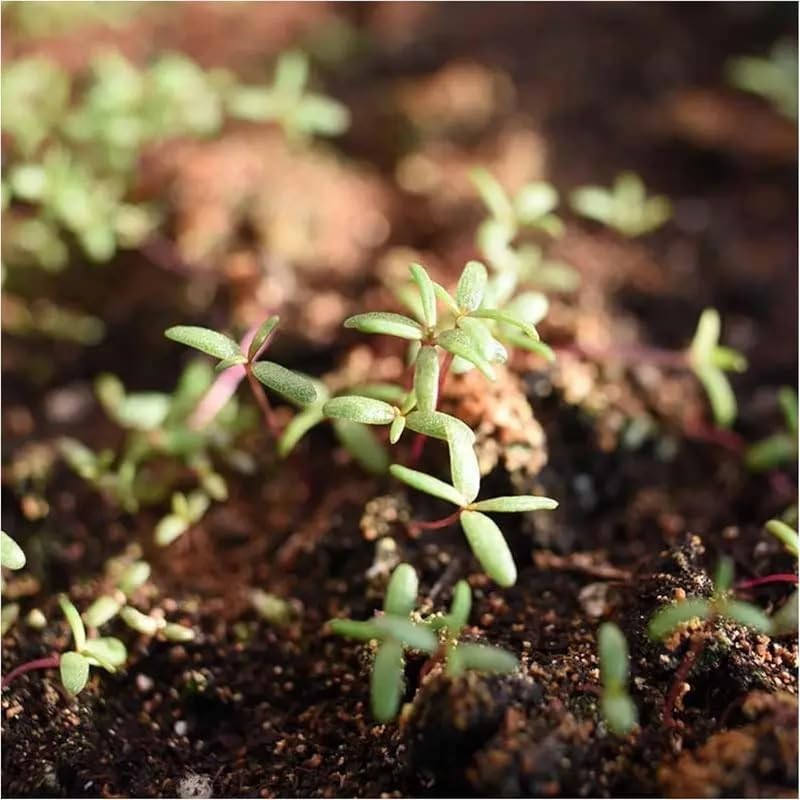 🌸 20000+ MOSS ROSE PORTULACA MIX SEEDS DOUBLE BLOOMS HEAT DROUGHT FREE SHIPPING