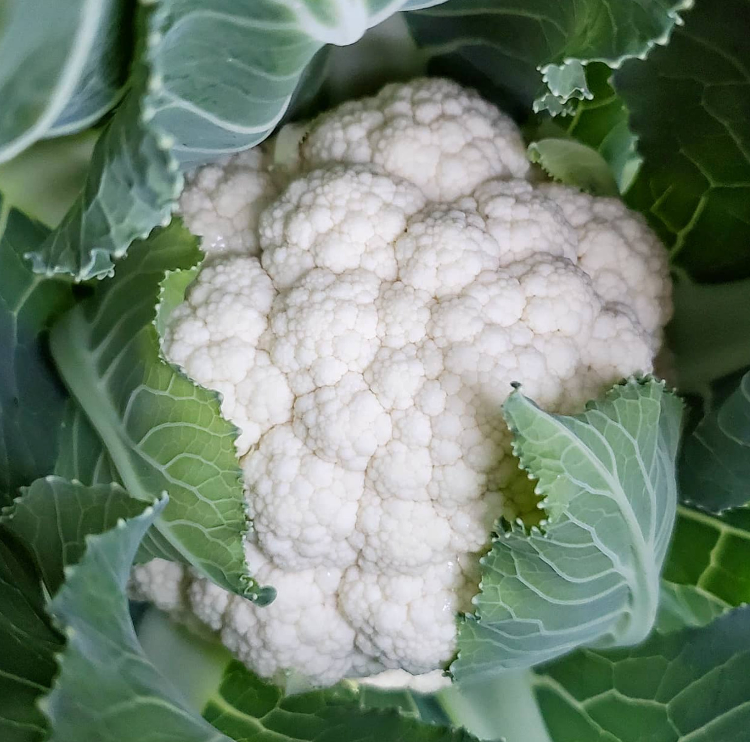 500 SNOWBALL SELF BLANCHING CAULIFLOWER SEEDS ~ 2026 ~ heirloomseedguy ~ USA