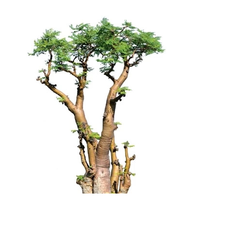 BONSAI Moringa oleifera rare flowering drumstick tree exotic plant seed 10 seeds