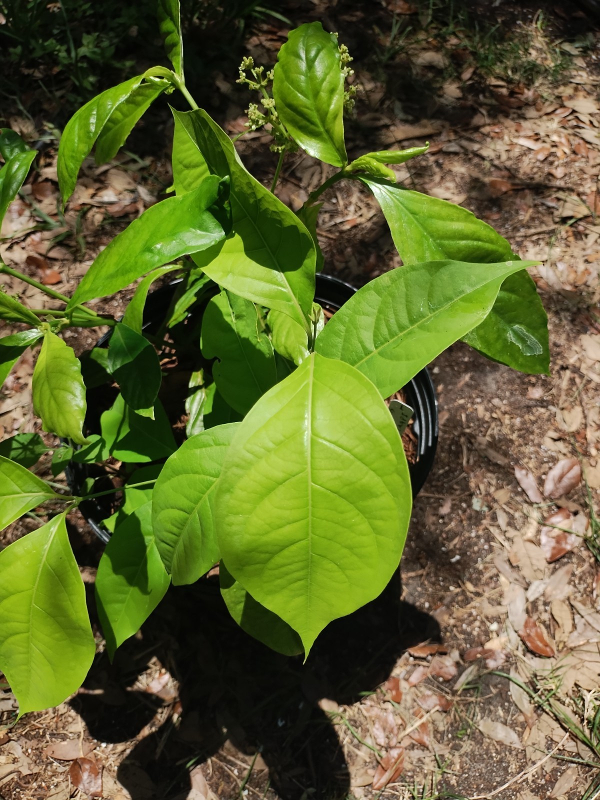 2 Plant Combo South American Psychotria V. And B. Caapi Plant In Same Pot # 1