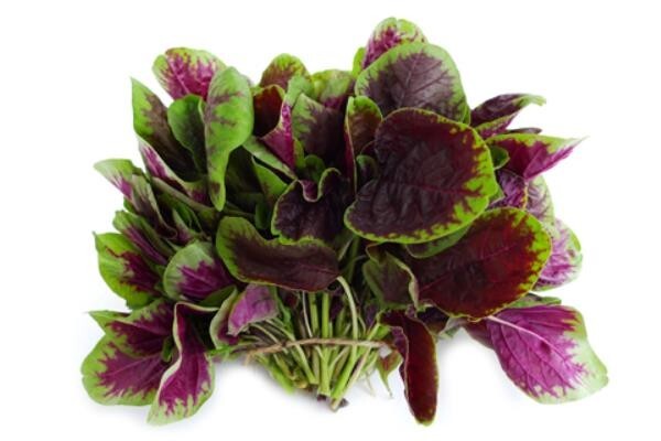 Non-GMO Asian Vegetable Amaranth Round Red Seeds（圆叶红苋菜）500+seeds