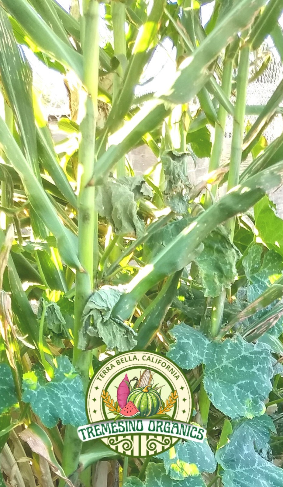 Mexican Native Wild Sugarcane, 50 Seeds- Caña Milpera Mexicana, 50 Semillas.