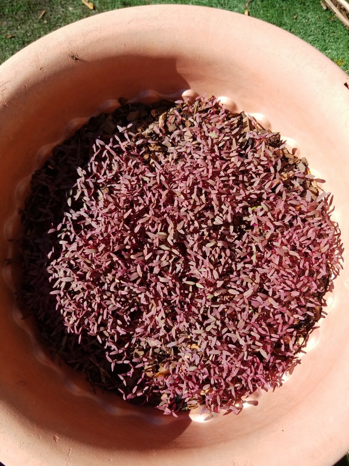 RED Garnet Amaranth- tropical Spinach thotakura 1g approx. 700 seeds