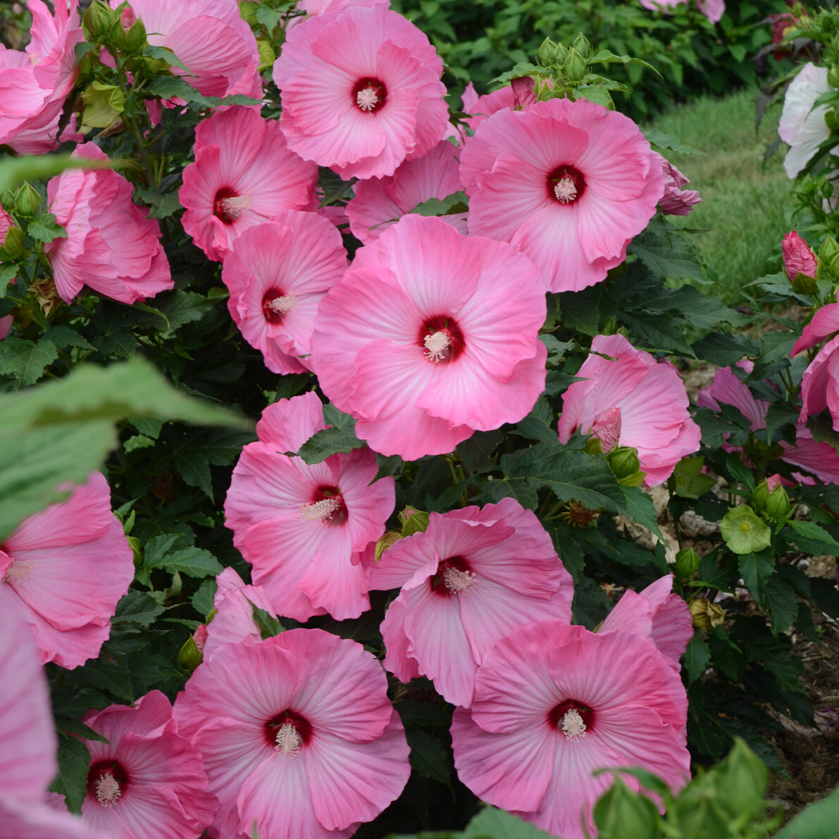 bush hibiscus AIRBRUSH EFFECT pink ruffle hardy 2.5″ pot =1 Live Potted Plant