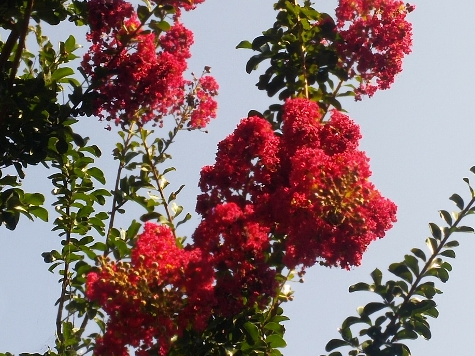 25+5 cuttings Beautiful Red Pink Raspberry Crepe Myrtle Crape Tree Lagerstroemia